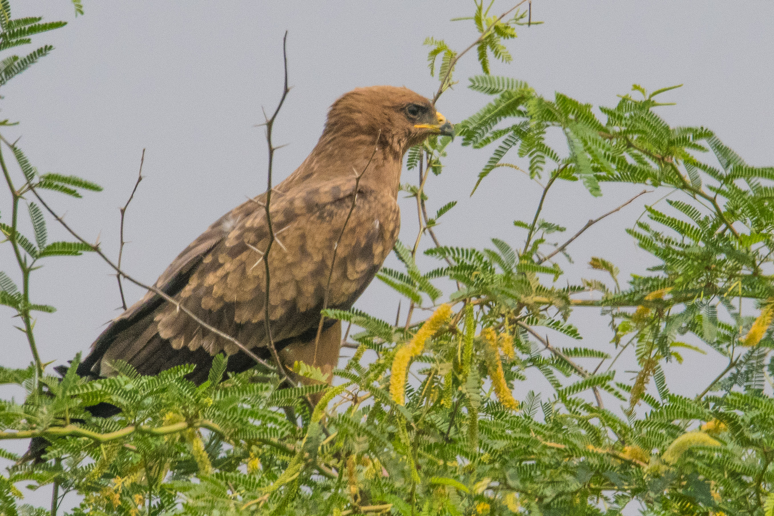 Aigle de Wahlberg juvénile (Wahlberg's eagle, Hieraaetus wahlbergi), Réserve Naturelle de Popenguine, Région de Thiès, Sénégal.